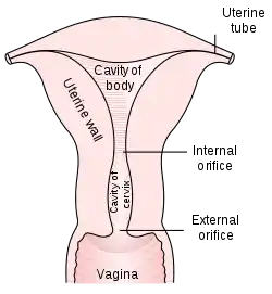 Diagram of the uterus and part of the vagina.