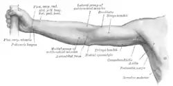 Front of right upper extremity. (Coracobrachialis labeled at right, fourth from the bottom.)