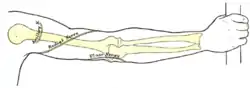 Back of right upper extremity, showing surface markings for bones and nerves.