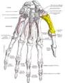 Palmar view of the left hand (first metacarpal shown in yellow).