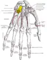 Bones of the left hand. Palmar surface. Hamate shown in yellow.