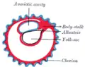 Diagram illustrating early formation of allantois and differentiation of body-stalk.