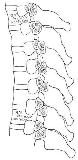 Section of the costotransverse joints from the third to the ninth inclusive.