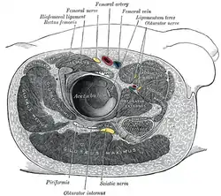 Structures surrounding right hip-joint (gluteus maximus visible at bottom)