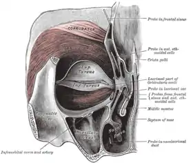 Left orbicularis oculi, seen from behind