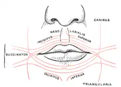 Scheme showing arrangement of fibers of orbicularis oris