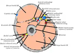 Cross-section through the middle of upper arm (cephalic vein labeled at upper left)