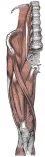 Muscles of the iliac and anterior femoral regions. First lumbar vertebra second highest vertebra seen.