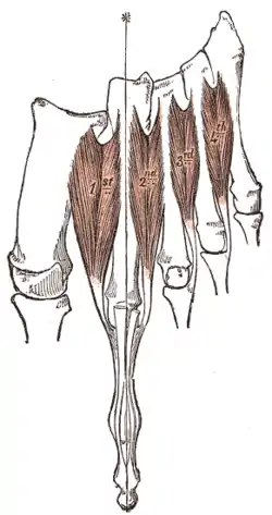 Dorsal interossei muscles of the foot