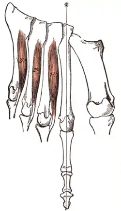 Plantar interossei muscles