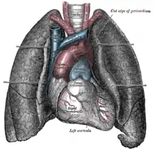 The arch of aorta can be seen here, with the lungs to either side and emerging from the heart, below.