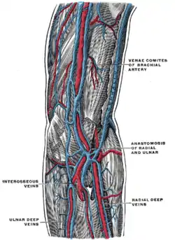 The deep veins of the upper extremity.