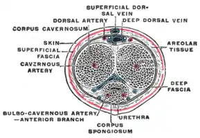 The penis in transverse section, showing the blood vessels.