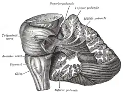 Dissection showing the projection fibers of the cerebellum