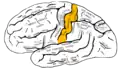 Lateral surface of left cerebral hemisphere, viewed from the side.