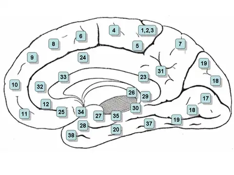 medial surface of the cerebral hemisphere indicating locations of Brodmann's areas.