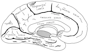 Cerebellum