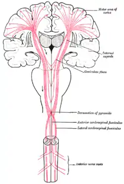 The motor tract.