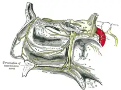 The sphenopalatine ganglion and its branches.