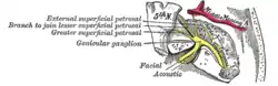 The course and connections of the facial nerve in the temporal bone.