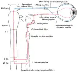 Sympathetic connections of the ciliary and superior cervical ganglia (red) [Parasympathetic pathway in blue]