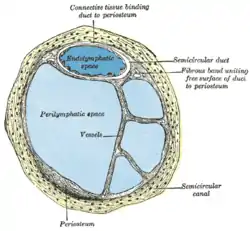 Transverse section of a human semicircular canal and duct