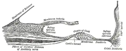 Floor of cochlear duct.