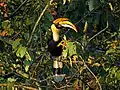 Great hornbill