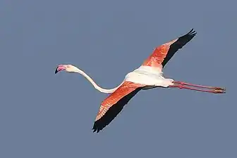 In flight at Jamnagar, India