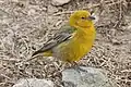 Greater yellow-finch