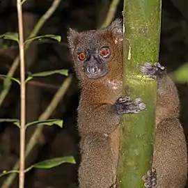 Prolemur simus