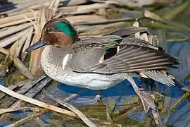 Green-winged teal