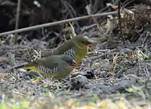 Green avadavat, a globally threatened species, has found a refuge in this ecoregion