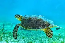 Marine turtle swimming