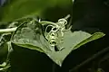 Leaf and tendril of chayote (Nepal)