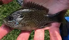 A greengill sunfish with muted colors. Caught from a small pond in Maryland, USA.