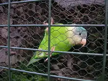 A green parrot with yellow cheeks and shoulders, blue marks between the eyes and beak, and white eye-spots