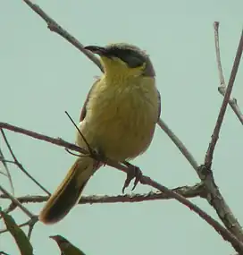 Grey-headed honeyeater perched on a twig