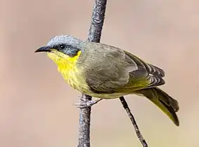 Grey-headed honeyeater at the gorge