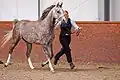 A chestnut-based gray, like this Arabian, has a whitening head, becoming whiter and whiter over time.