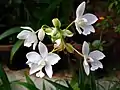 Spathoglottis plicata white cultivar