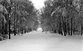 Peaceful snowscape as seen during a U.S. Army patrol in Zehlendorf's forest