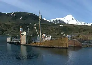 Viola and Albatros in Grytviken