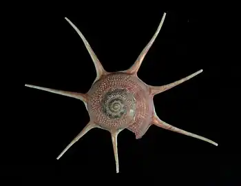 A shell of Guildfordia yoka Jousseaume, 1888, measuring 26.3 mm diameter, trawled at 100 m off Minabe, in Japan.