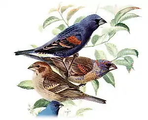 Male (upper), female (lower)