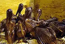 Group of pelicans in captivity covered with oil