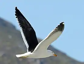 Hout Bay, South Africa