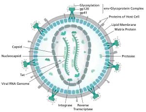 A circular structure with purple structures coming out of it and a number of objects inside the circle representing different aspects of the virus