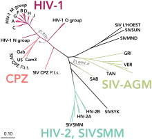 Phylogenetic tree of the SIV and HIV viruses