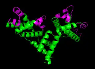 Helix-turn-helix DNA binding domains in lambda phage cII transcriptional activator